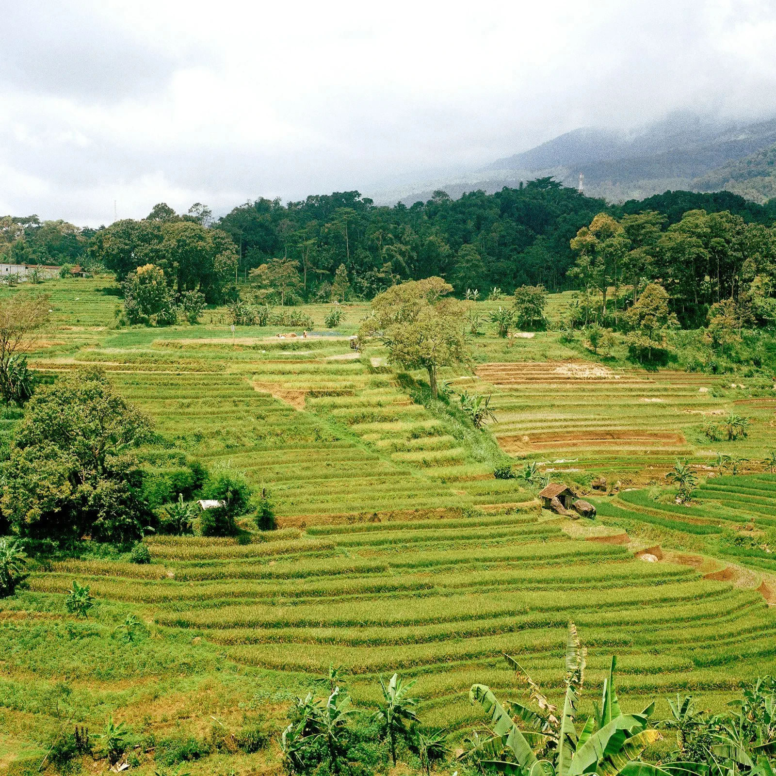 Terraced rice paddy fields in the hills of Manipur, Northeast India, lush green landscape with morning mist