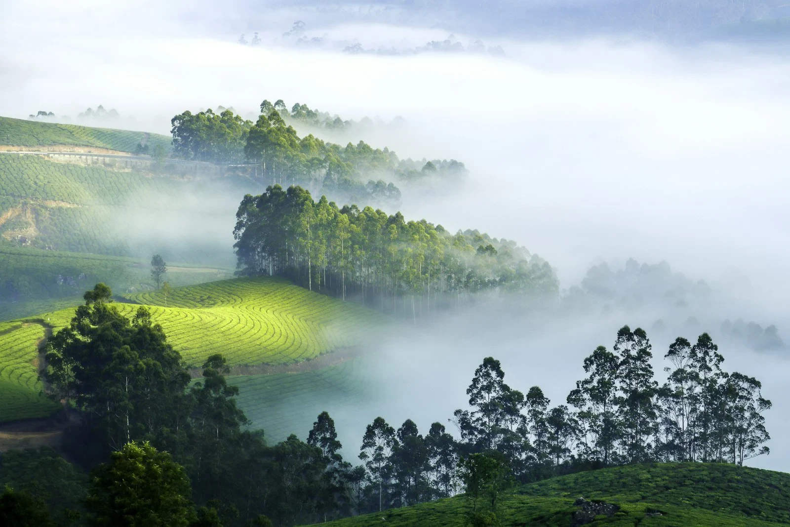 Misty Darjeeling tea garden with rows of tea bushes on steep hillside, Himalayan mountains in background, early morning fog