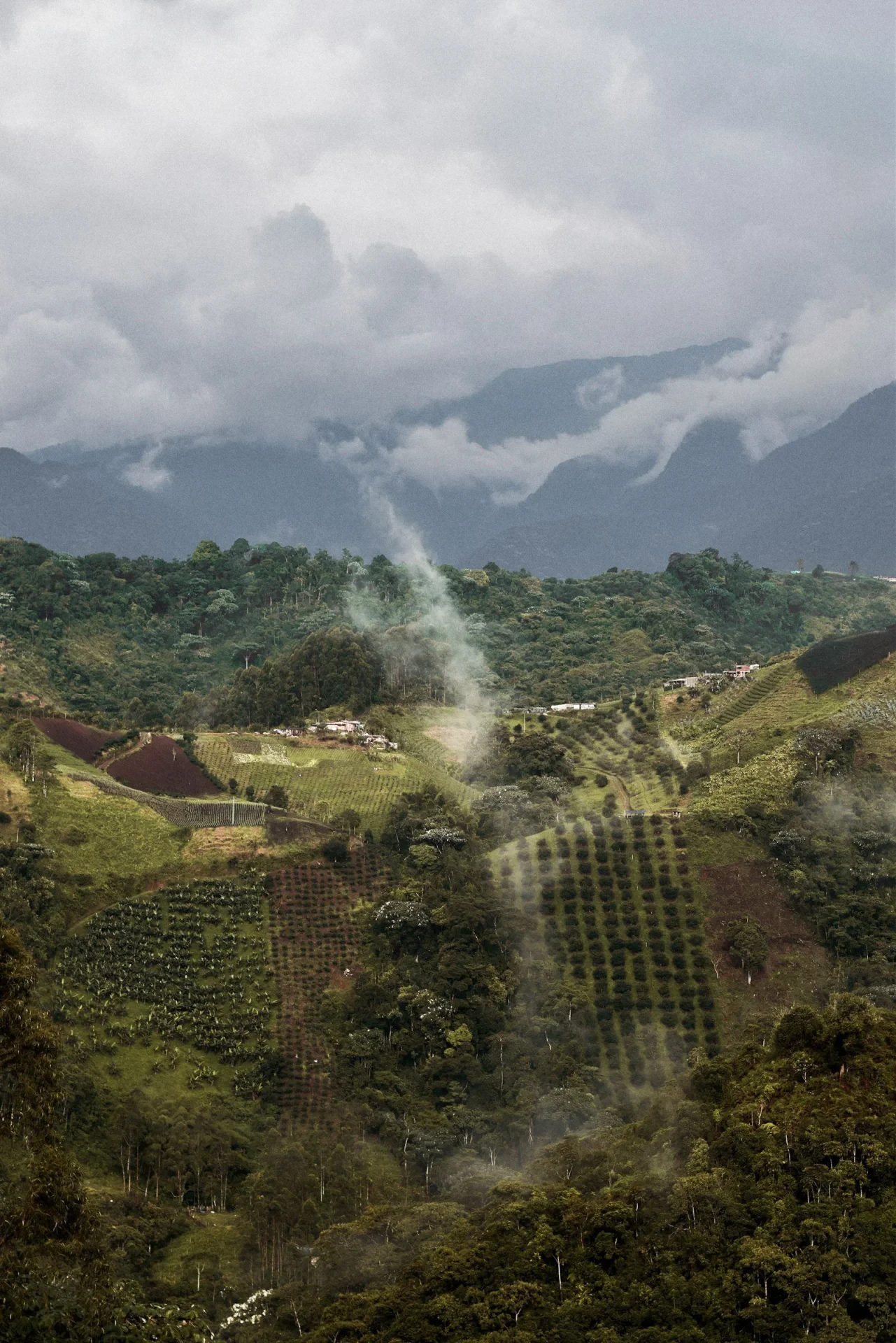 Misty green hills of Meghalaya with terraced farm fields, early morning fog over valleys, lush tropical vegetation