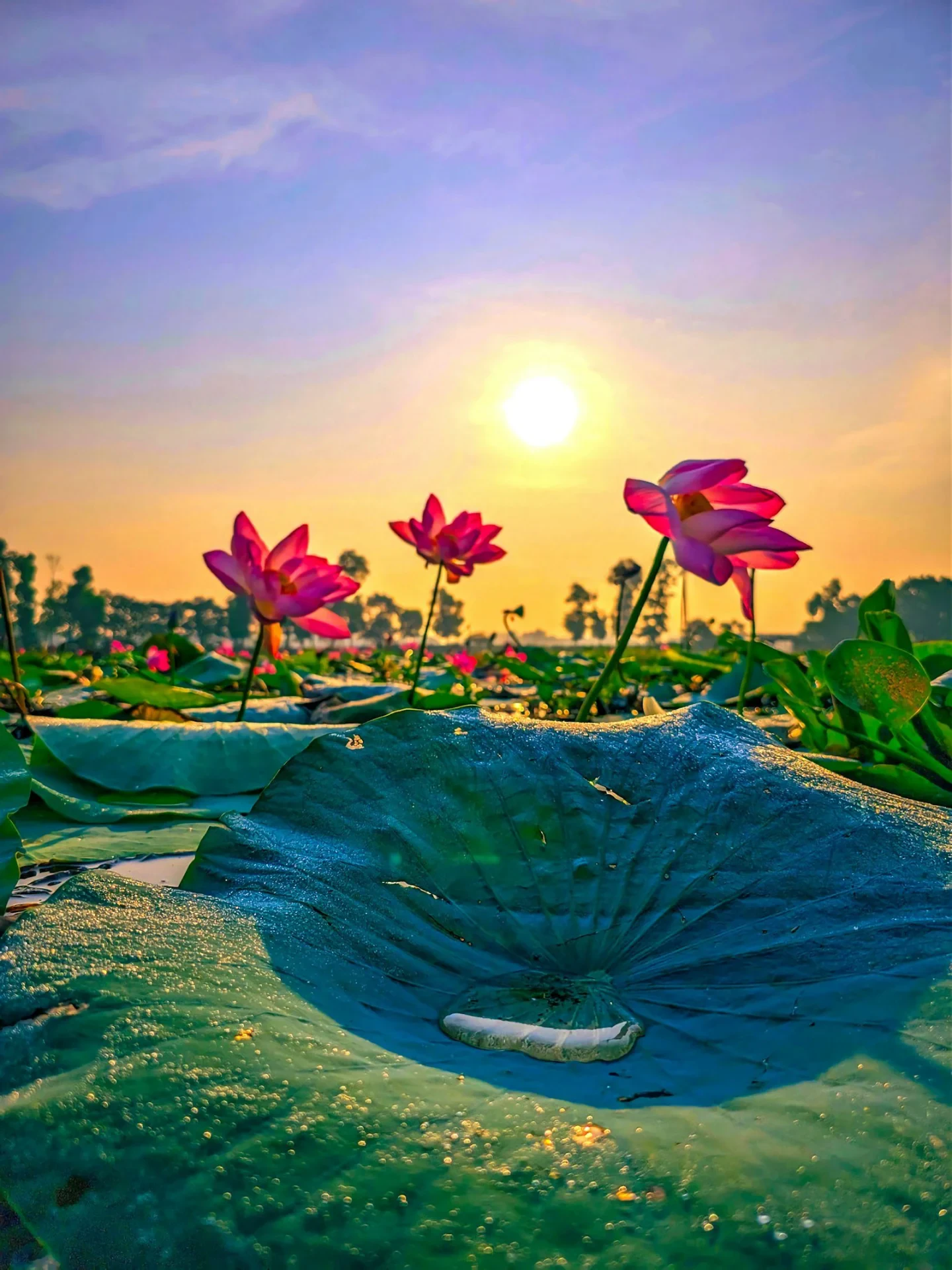 Lotus pond in Mithila Bihar at sunrise, pink lotus flowers blooming on still water, misty morning atmospheric light