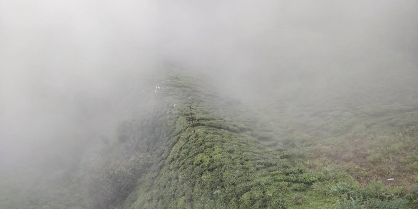 Tea picker hands carefully selecting young green tea leaves on misty Darjeeling hillside, soft morning light, green terraced gardens